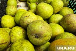 Груши с паразитом разрешили к продаже, поскольку для человека безопасны 