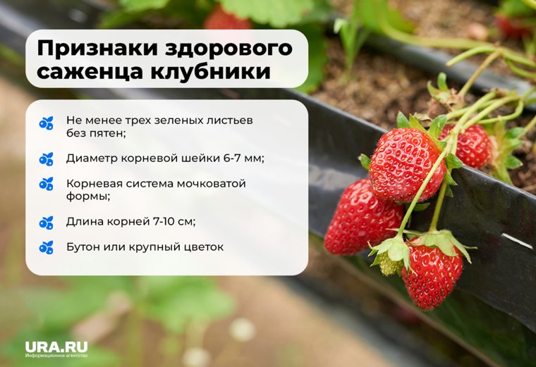 Нужно приобретать сертифицированные саженцы