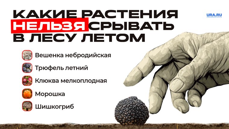 Перечисленные виды нельзя срывать