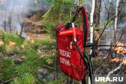 В 2025 году на территории региона сгорело 44 га леса