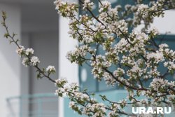 Высокая активность цветения березы продлится до 20 мая