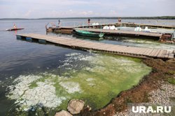 Уральцы не боятся купаться и плавать по цветущей воде