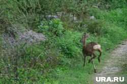 Оленята любят скрываться в высокой траве, потому могут пострадать во время сенокоса в Швейцарии