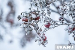 Понижение температуры в регионе ожидается в ночь на 26 ноября