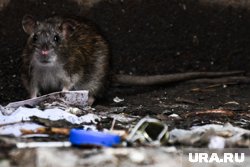 Грызуны попадают в квартиры