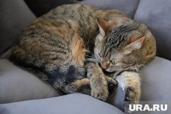 Умирающих животных кремируют прямо в ПВЗ