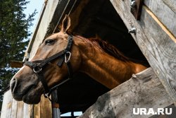 Хозяйку конного клуба обвиняют в жестоком обращении с лошадьми 