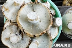 Курганцы собрали ведро и два пакета груздей (архивное фото)