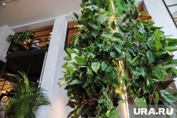 Зеленые заросли превратили дом в арт-объект (архивное фото)