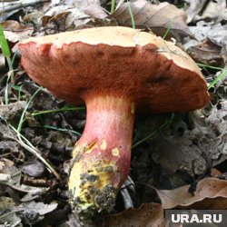 Перечный гриб рубиновый растет обычно у корней дуба