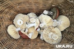 Грибы советуют собирать в плетенные корзины