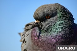 В Звериноголовском округе на стеле изображены голуби