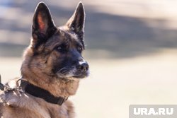 За несоблюдение закона полагается штраф