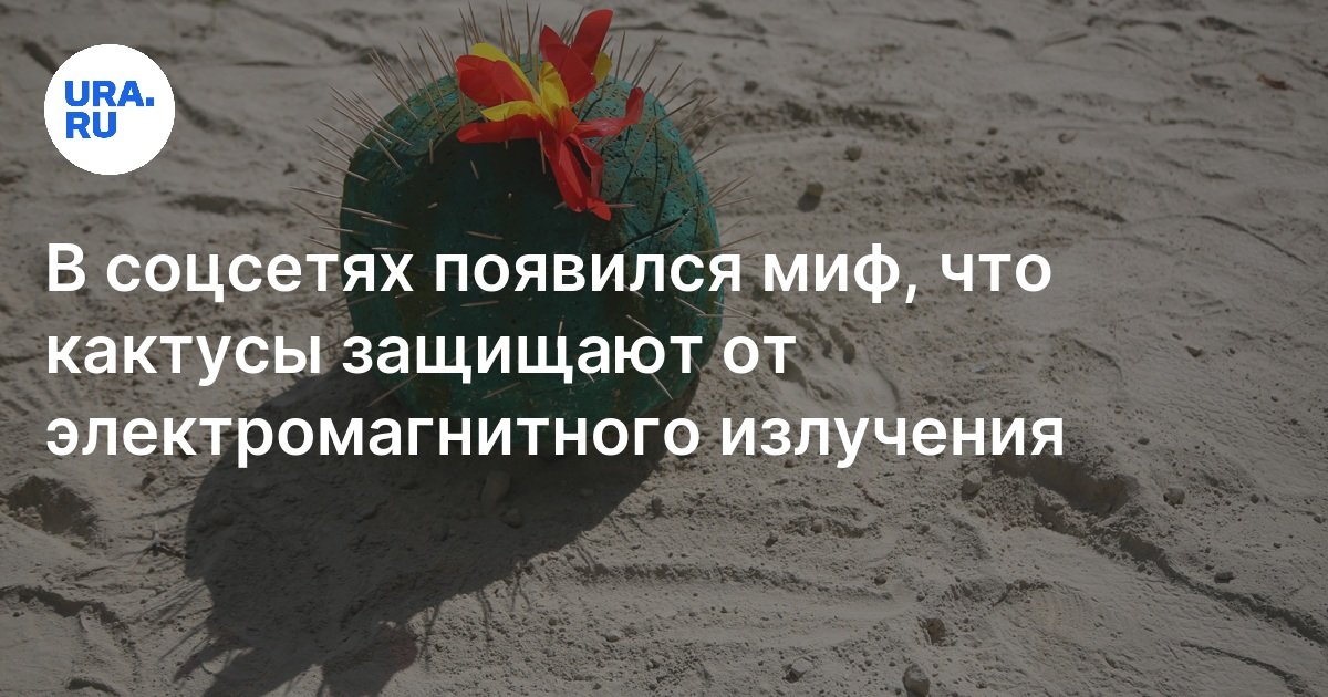 Кактус способен защитить от электромагнитного излучения: миф или правда?