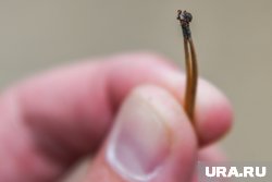 В ХМАО 36,2% из 1374 исследованных клещей оказались заражены опасными инфекциями