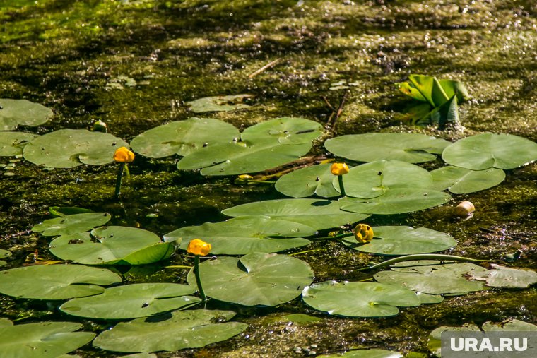 На болотах в ХМАО зацвело ядовитое растение, внешне похожее на декоративный цветок