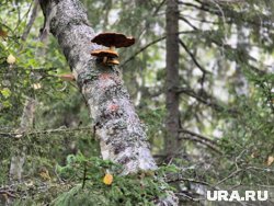 Необычная находка ждала пермяка в лесу