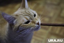 В Кургане кошки будут проходить полосу препятствий