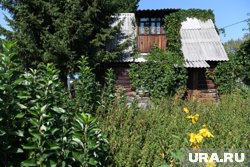 Женщина обнаружила миксомицет у себя на даче