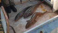 Три осетра, изъятых у браконьера из ХМАО