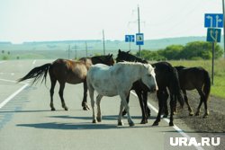Нефтеюганцы переживают, что свободное перемещение лошадей может угрожать жизни и здоровью детей