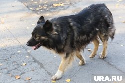 Собака упала в открытый колодец на Кремлевской улице (архивное фото)