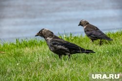 Экс-прокурор Прикамья получил возможность выкупить арендуемую землю за 0,5 млн вместо 13,7 млн