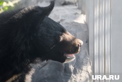 Житель Иркутской области выжил в схватке с медведем на Байкале