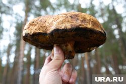 Боровики нашли в Каргапольском округе (архивное фото)