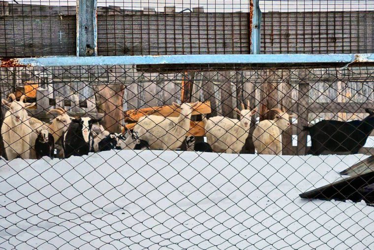 Животных вовремя удалось вывести 