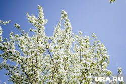 В России могут начать модифицировать породы деревьев по указу Путина