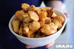 Лисички собирают грибники
