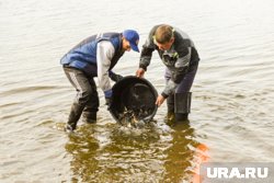 НОВАТЭК провел мероприятия по восстановлению популяции ценных пород рыб в реках Обь-Иртышского бассейна 