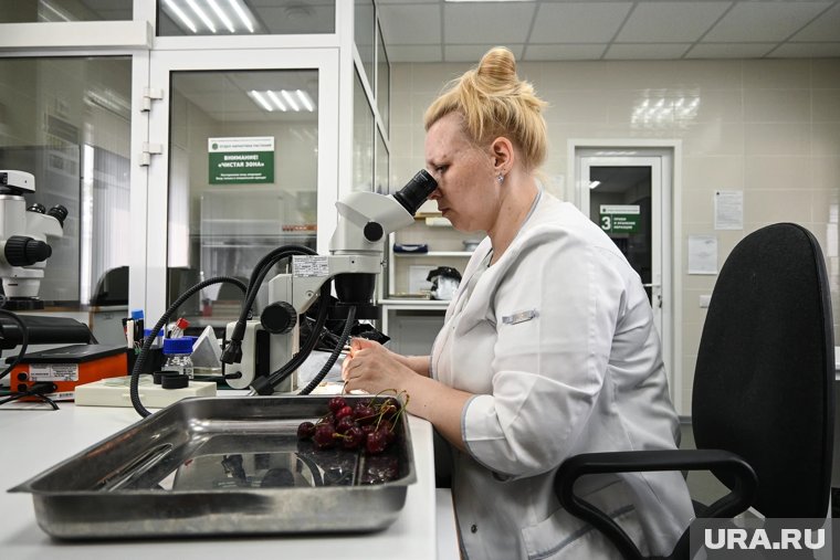 Россельхознадзор обнаружил в мясе курганского предприятия превышение бактерий сальмонеллы (архивное фото)