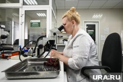 Россельхознадзор обнаружил в мясе курганского предприятия превышение бактерий сальмонеллы (архивное фото)