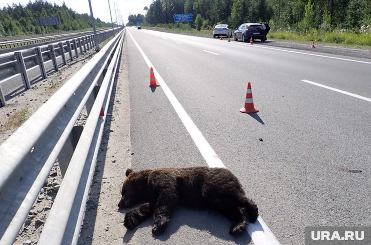 Водитель, сбивший медведя на трассе, заплатит ущерб в 60 тысяч рублей 