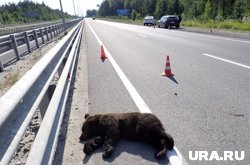 Водитель, сбивший медведя на трассе, заплатит ущерб в 60 тысяч рублей 