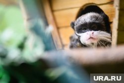 В Кургане на прием к ветврачам принесли необычного питомца по кличке Скандал (архивное фото)