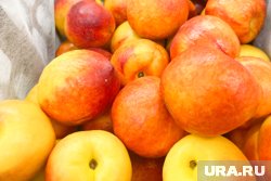 Нектарины везли из Узбекистана