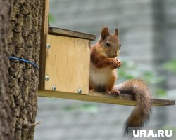 Мэр Сургута пригласил всех желающих приять участие в торгах на создание VIP-кормушек для белок