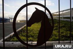 Тюменцам откроется возможность совмещать конный спорт с отдыхом в кемпинге