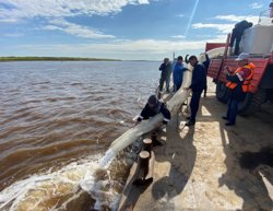 Мальки осетра, муксуна и нельмы были выращены на местном рыбном заводе