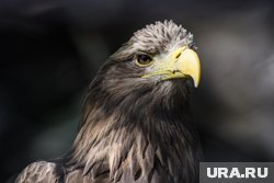 Орлан-белохвост самая крупная птица Пермского края (архивное фото)