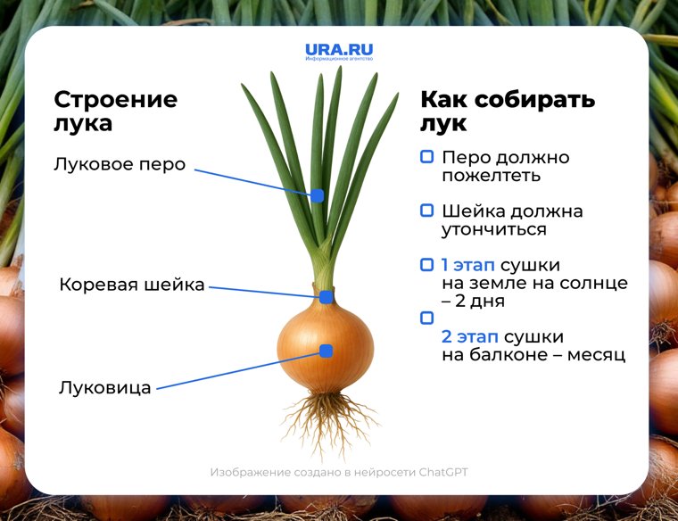 Лук созрел, если корневая шейка стала мягкой