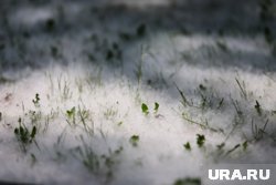 Улицы Тюмени замело тополиным пухом