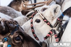 Упряжь для оленей изготавливают из юфти (архивное фото)