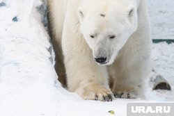 Рядом с Салехардом медведей не обнаружили (фото из архива)