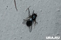 Насекомое является переносчиком опасных инфекций (архивное фото)