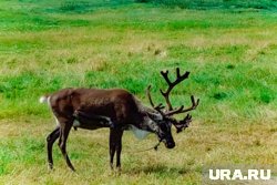 Олень напал на сотрудника зоопарка, когда тот пытался загнать его в вольер (архивное фото)