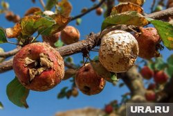 Гниение плодов — одна из главных проблем для садоводов и фермеров в России